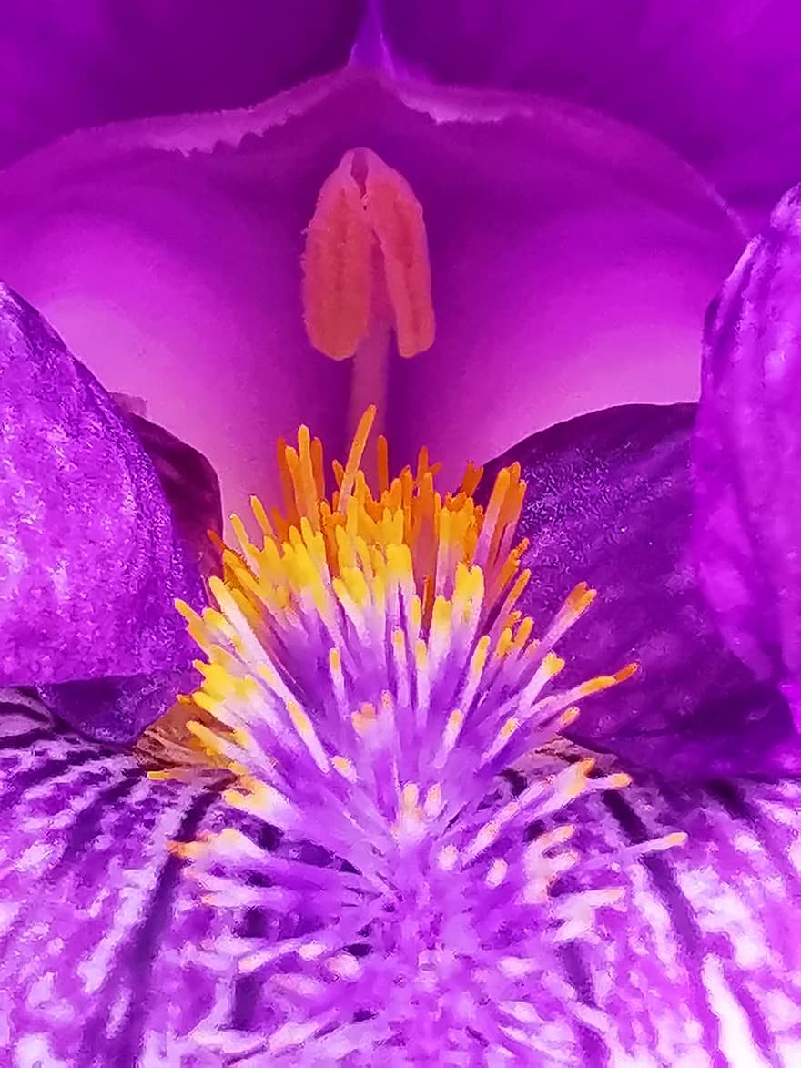 Iris, Blume, Stempel, lila Blume, Blütenblätter, blühen, Pflanze, Natur