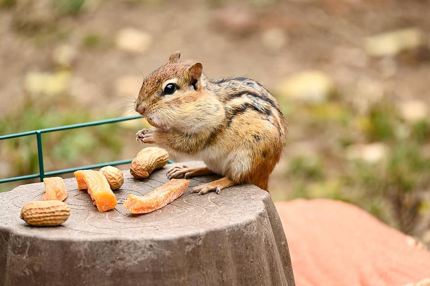 Chipmunk, Rodent, Eating, Feeding, Peanut, Animal, Nature, Outdoors, Cute