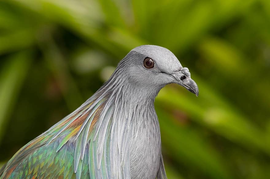nicobar pigeon, πουλί, ζώο, άγρια ​​ζωή, εξωτικός, πανίδα, φύση