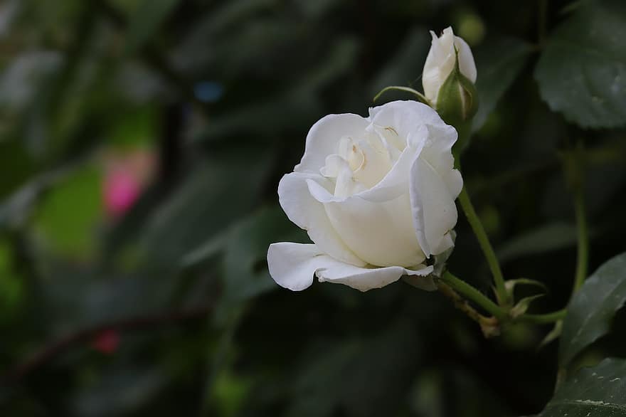 Róża, kwiat, wiosna, roślina, pączek, Biała Róża, biały kwiat, wiosenny kwiat, ogród, Natura, liść