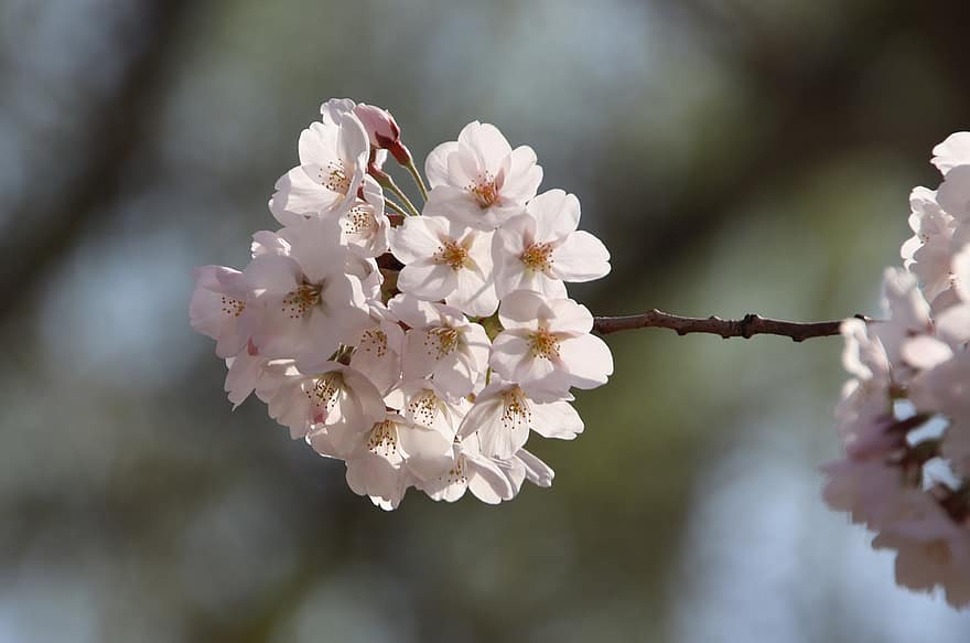 kersenbloesems, sakura, bloemen, flora, kersenboom, de lente, lente seizoen, detailopname, bloem, lente, fabriek