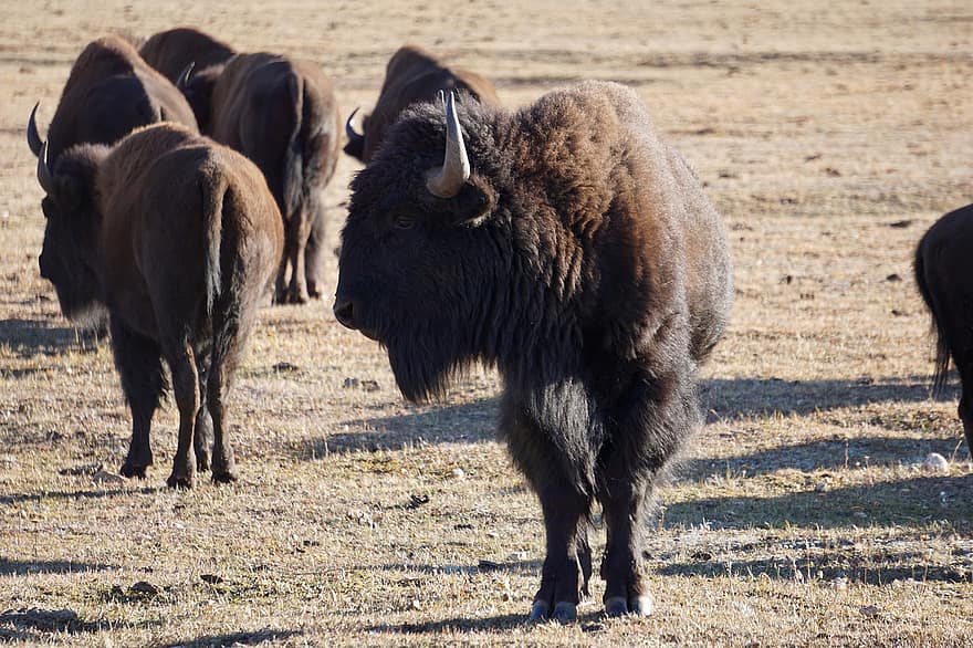 bisonte, animais, natureza, bisonte americano, búfalo americano, búfalo, mamífero, animal selvagem, rebanho, animais selvagens, fauna