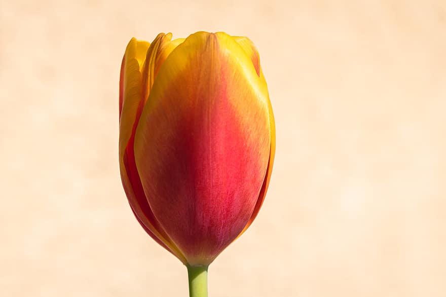 tulipa, flor, fechar-se, natureza, Primavera, Flor, flora, cabeça de flor, pétala, plantar, amarelo
