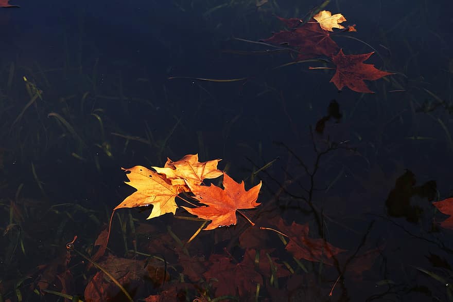 Blätter, Fluss, Ahornblätter, fallen, Natur