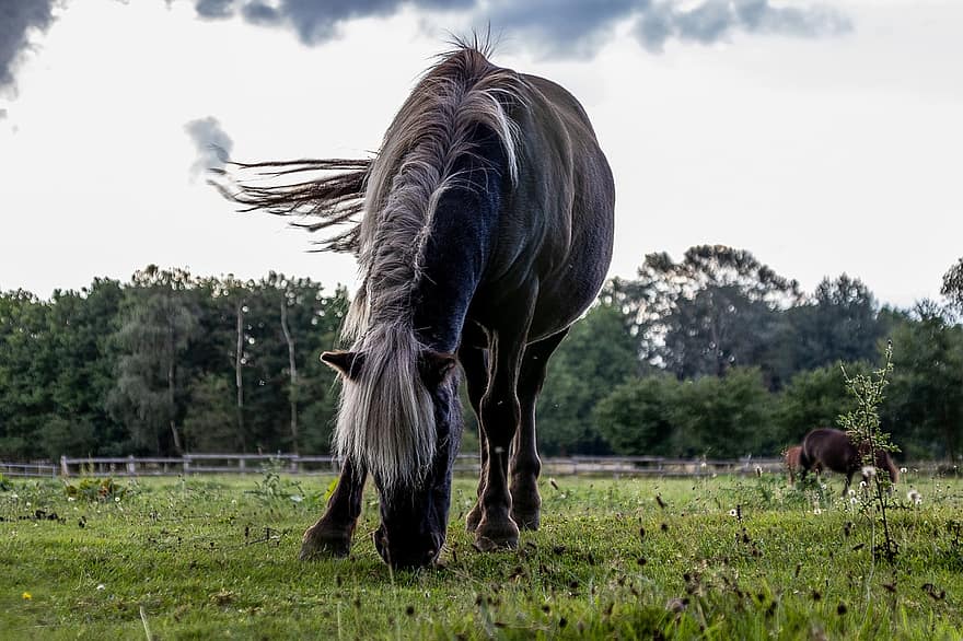 pony, cavallo, equino, equestre, animale, natura, rurale, azienda agricola, selvaggio, giro