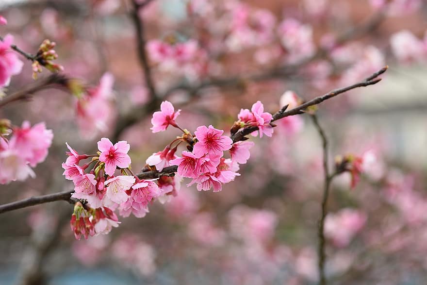 fleurs, Sakura, cerasus campanulata, pétales, branche, bourgeons, arbre, flore, printemps, fleur, couleur rose