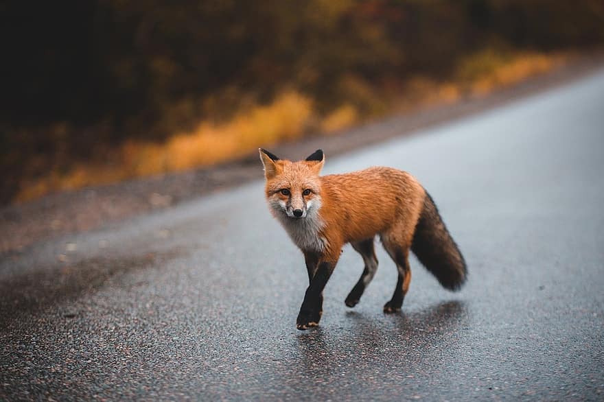 Red Fox, Animal, Road, Fox, Wildlife, Mammal, Nature, animals in the wild, cute, small, one animal