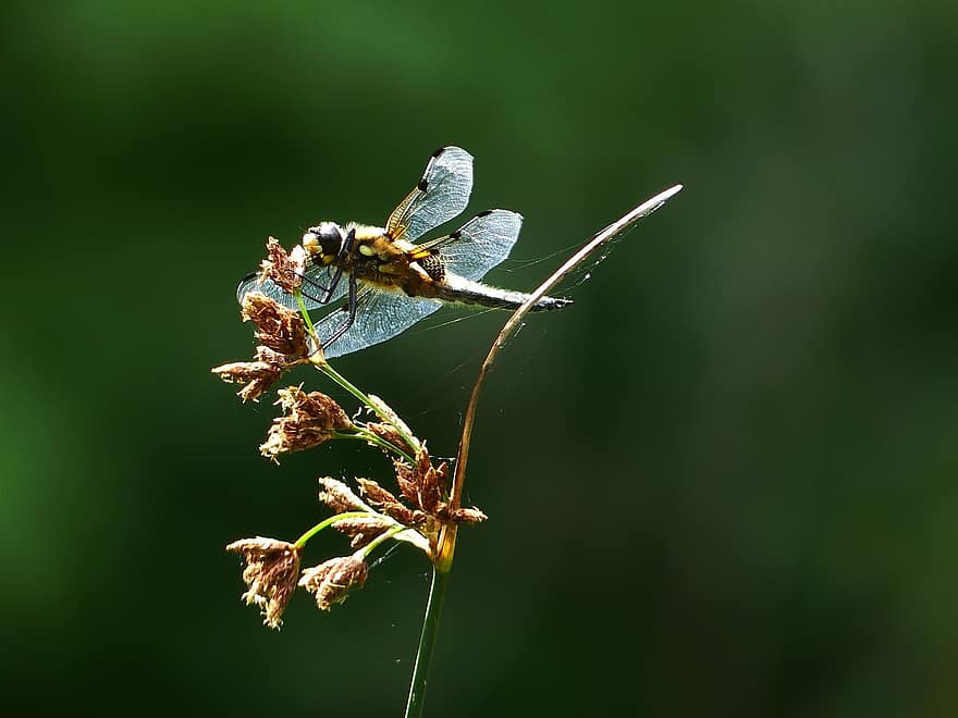 Capung Chaser Berbintik Empat, capung, menanam, libellula quadrimaculata, serangga, skimmer, odonata, alam, musim panas