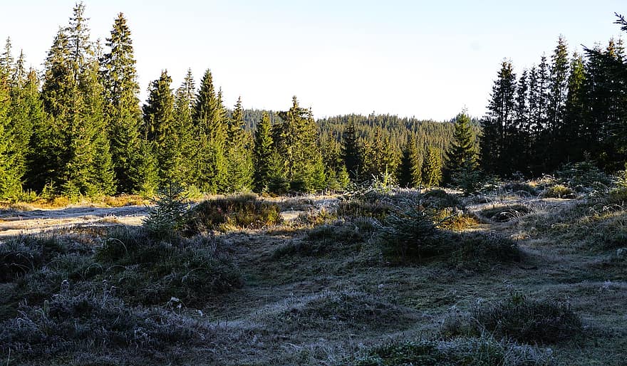 Wald, Winter, Morgen, Frost, Baum, Landschaft, Berg, Gras, Sommer-, Kiefer, Jahreszeit