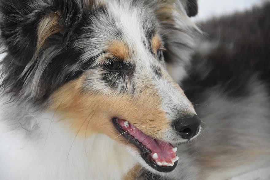 perro pastor de Shetland, Sheltie, perro, canino, animal, mascotas, perro de raza pura, animales domesticos, linda, perro pastor, un animal