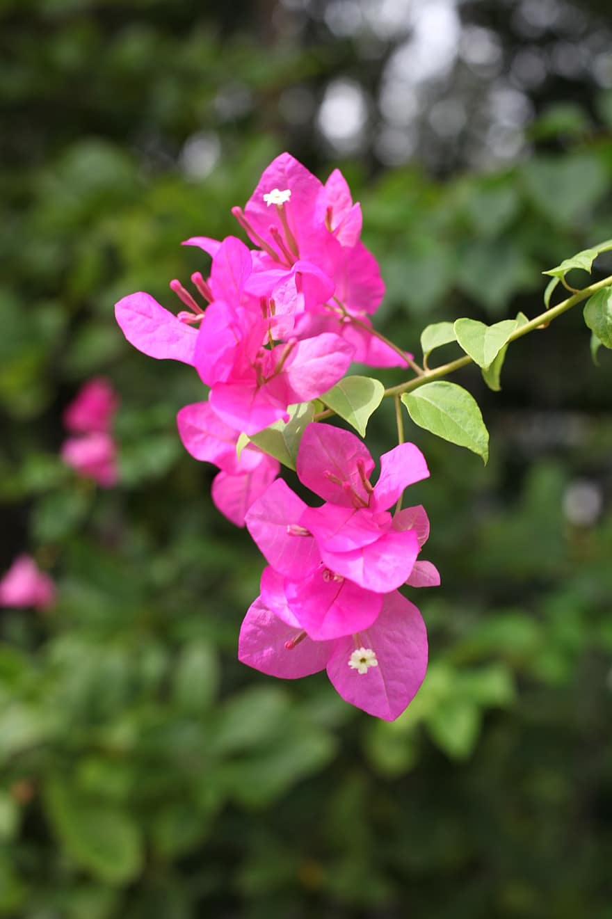 buganvilla, Flores rosadas, buganvilla rosa, flor, botánica, primavera, planta, flora, floración, jardín, hoja