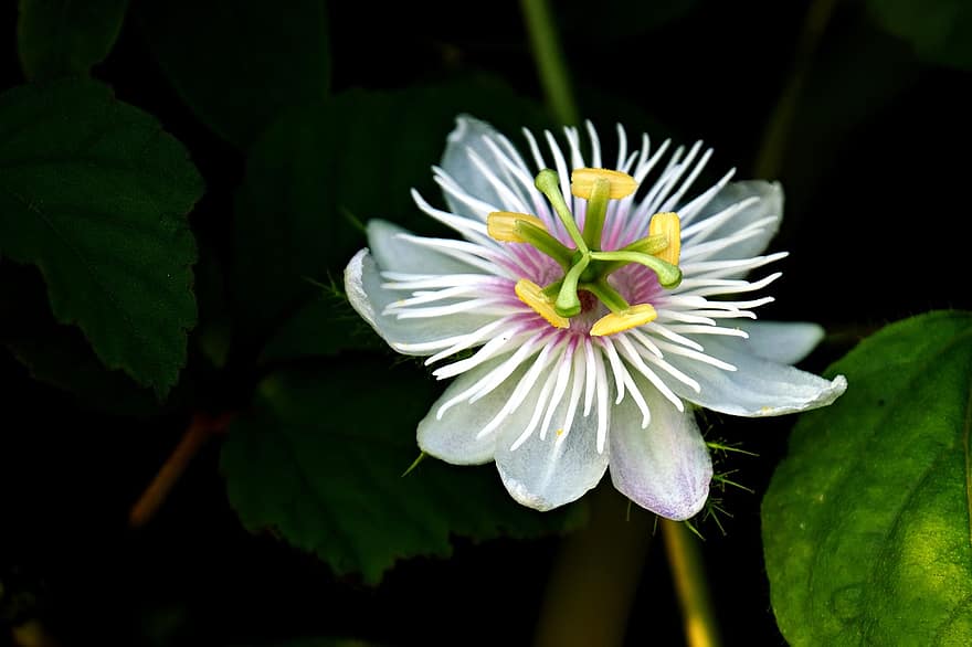Passiflora, floarea pasiunii, floare, floră, natură, a închide