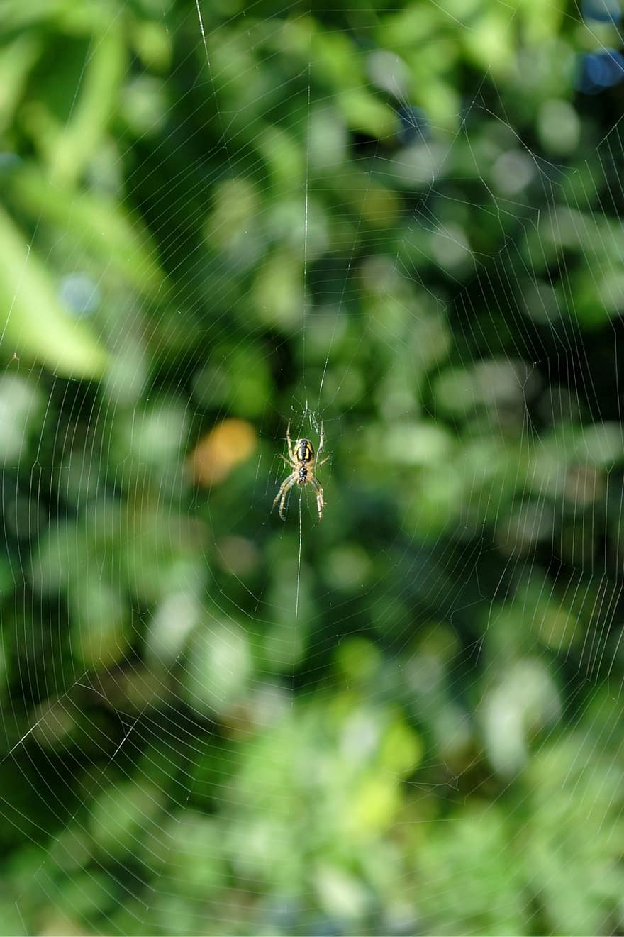 Spider, Arachnid, Spider Web, Cobweb, Web, Orb, Weaver, Insect, Bug, Arachnophobia, Nature