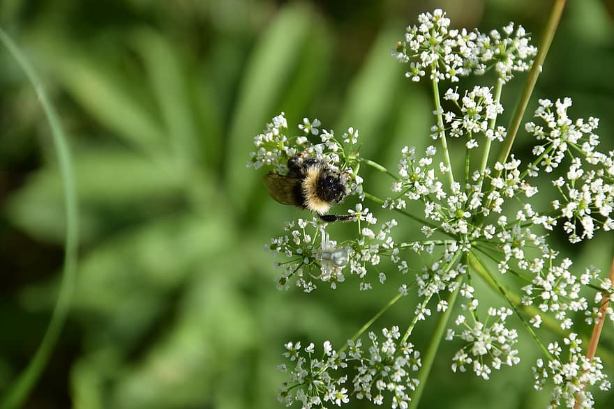 मधुमक्खी, मातम, परागण, परागन, वनस्पति, कीट, कलापक्ष, पशुवर्ग, पौधों, फूलों वाले पौधे, प्रकृति