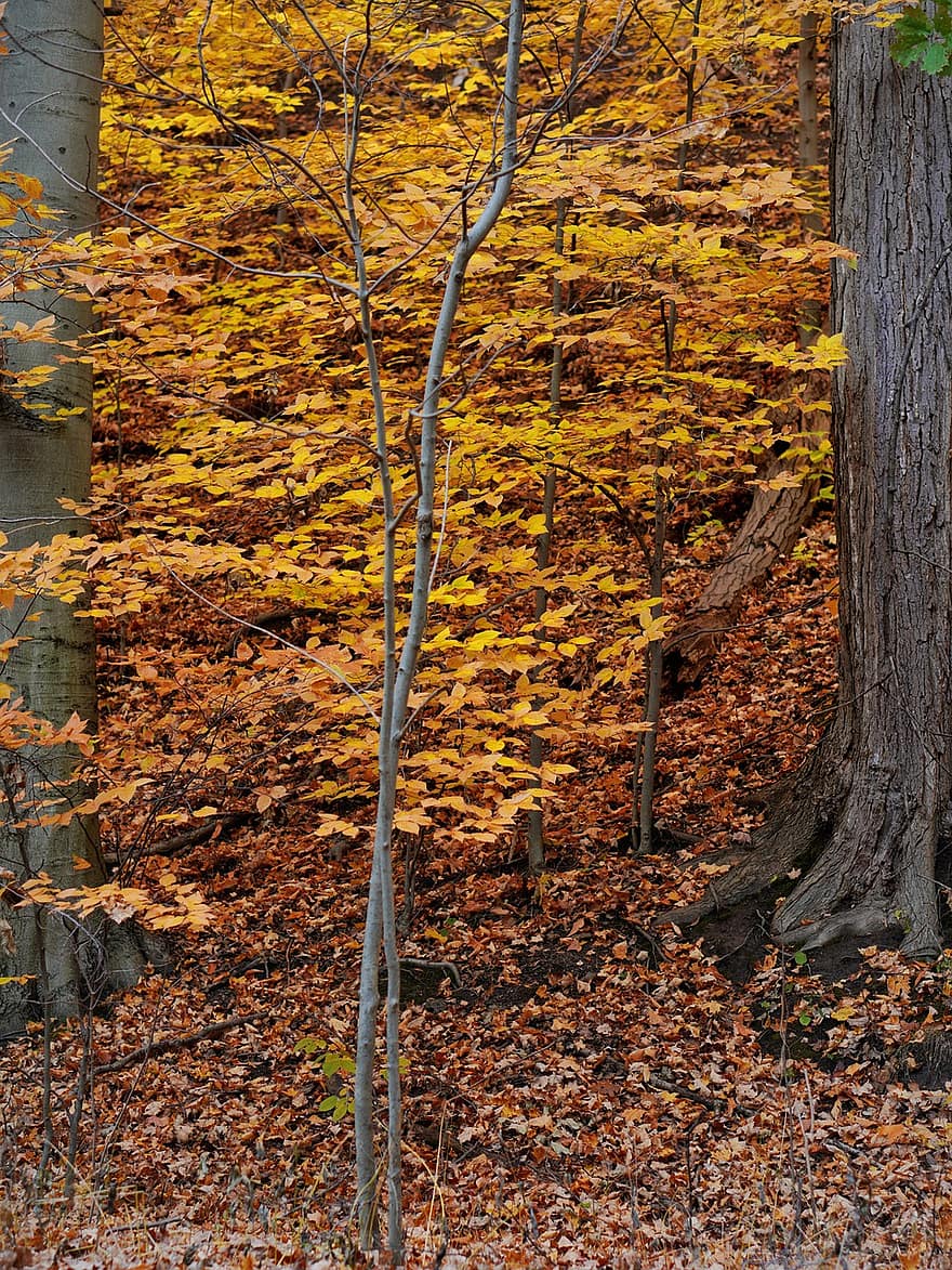 medžiai, miškas, ruduo, pobūdį, parkas, rudenį, lapai, medis, geltona, sezoną, kelių spalvų