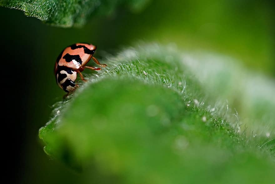 lady bug, kukaiņi, lapas, augu, kļūda, raksturs