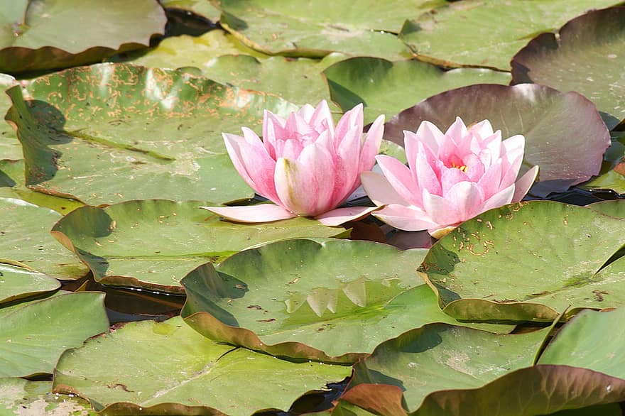 Nature, Pond, Water, Water Lily, Nuphar Lutea, Flora, Aquatic Plants, Pink, Flower, Blossom, Bloom