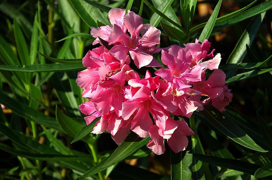 Flower, Bouquet, Laurel - Cherry, Lauraceae, leaf, plant, close-up, summer, flower head, petal, pink color