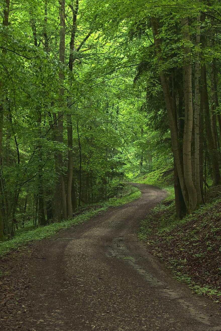 Forest, Trees, Trail, Road, Path, Nature, Forest Road, Forest Path, Woods, Landscape