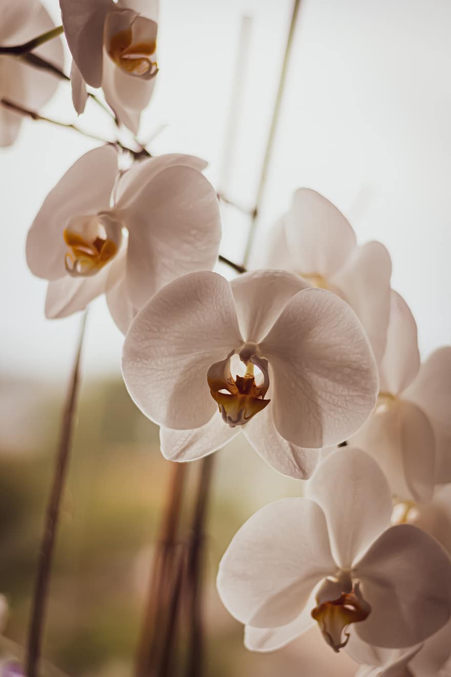 орхідеї, квіти, Рослина, білі квіти, цвітіння, декоративні, прикраса, декор
