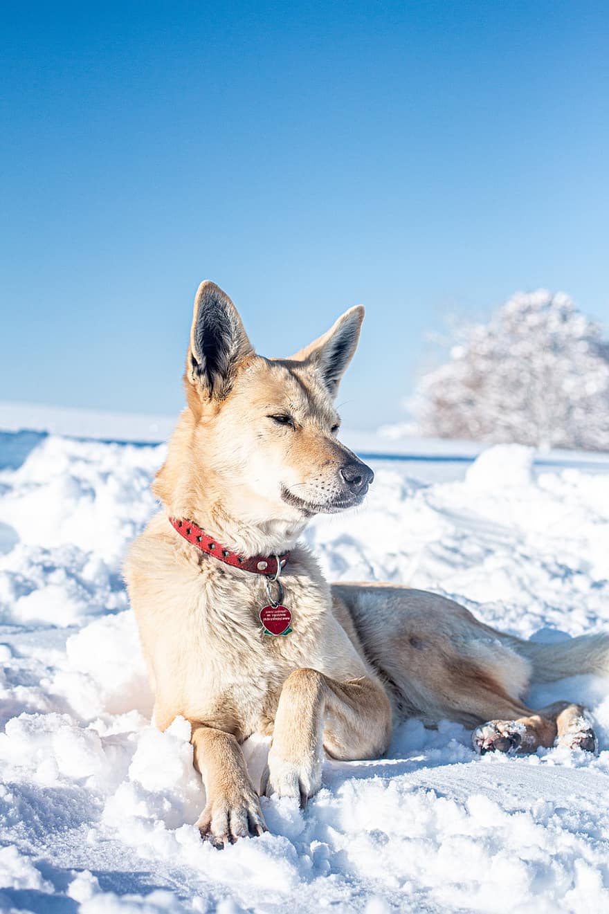 hund, sällskapsdjur, snö, vinter-, vintrig, snölandskap, himmel, kall, frysta, rimfrost, krage