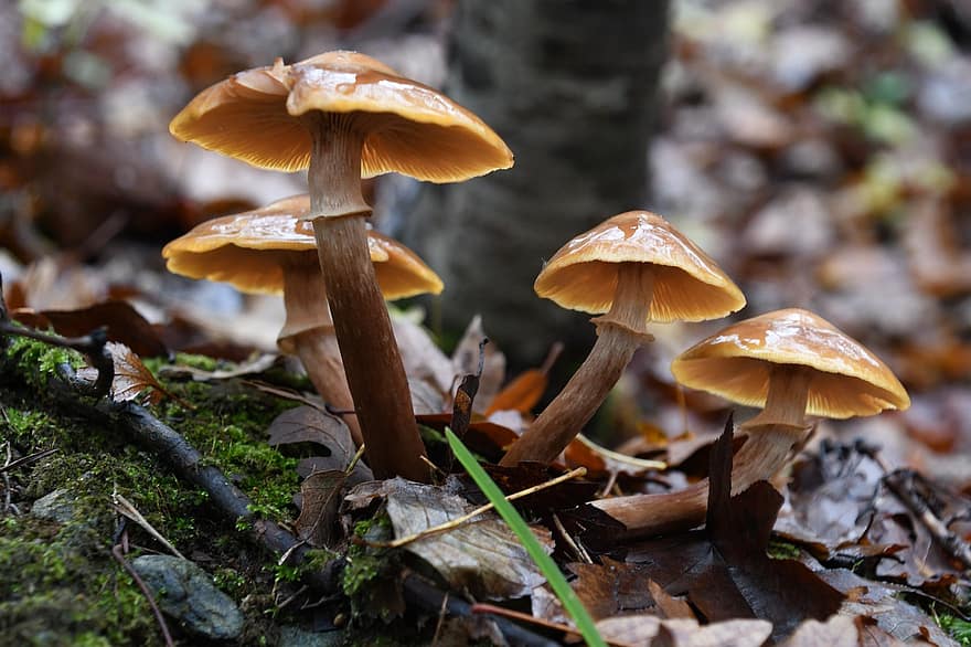 houby, jedovaté houby, mykologie, les, mech, Příroda