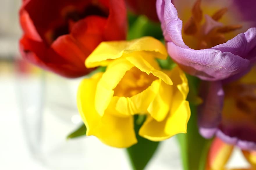tulipaner, blomster, petals, tulipanblader, blomst, blomstre, flora, natur