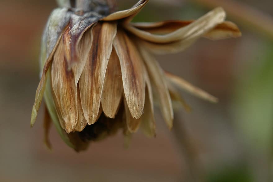 Flower, Dried Flower, Nature, Autumn, Fall, Flora, Close Up, close-up, plant, macro, leaf