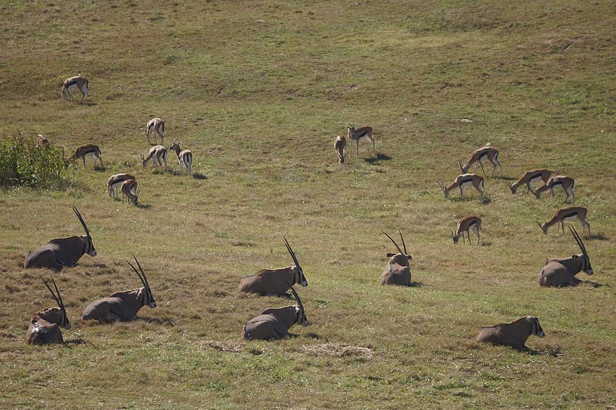 savanne, antilope, flok, safari, dyreliv, dyr, horn, ødemark, kudu, natur, springbok