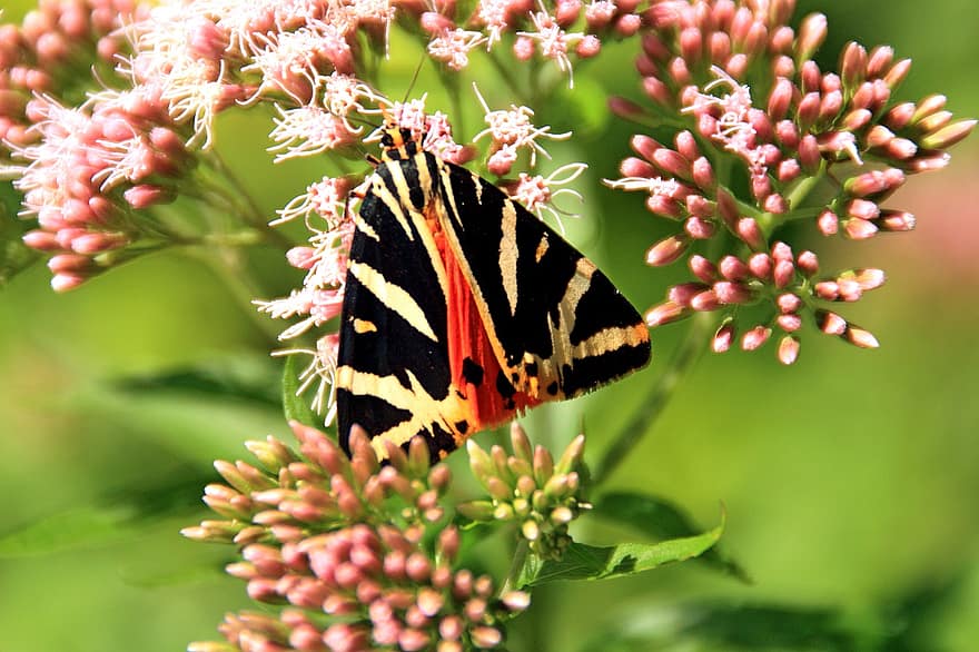 Schmetterling, Flügel, Insekt, Bestäubung, blühen, Pflanze