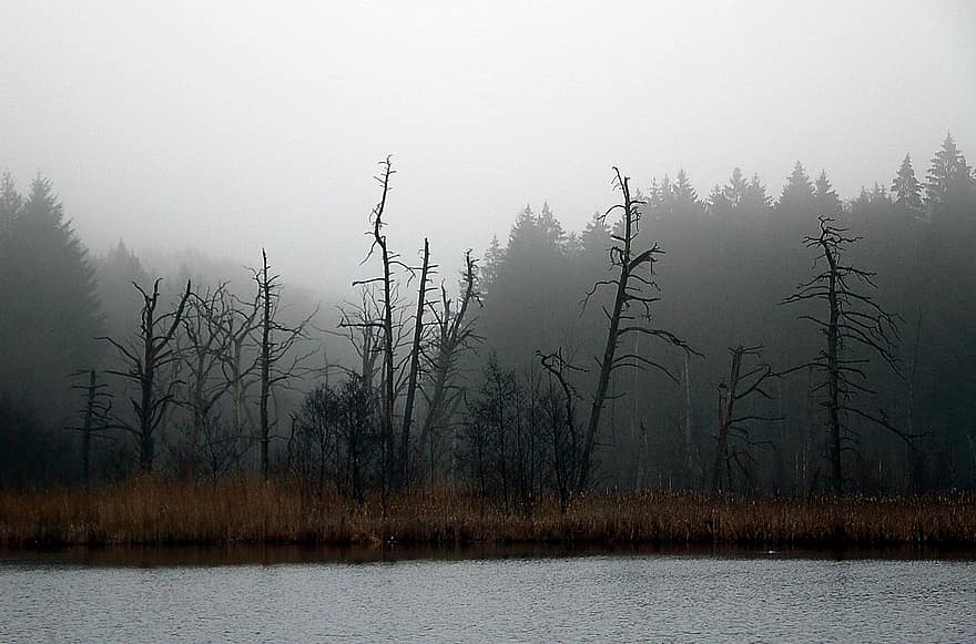причалить, смерть, воды, озеро, деревья, фильм ужасов, орать, темно, жутко, туман, лес