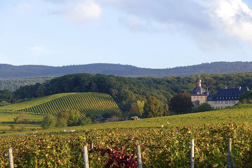 Castle, Winery, Vineyard, Vollrads, Rheingau, Oestrich-winkel, Germany, Field, Plantation, Landscape, Hills