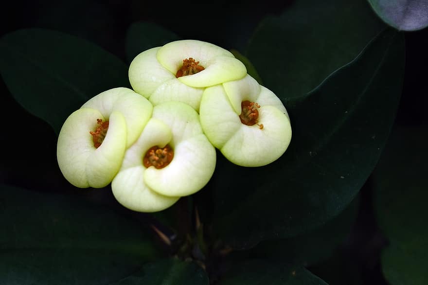 blomma, Euphorbia Milliii, flora, natur