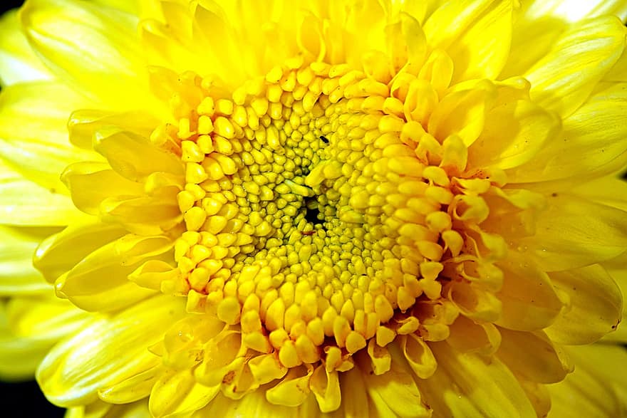 Chrysanthemum, Flower, Yellow, Petals, Bloom, Plant, Nature, close-up, petal, summer, leaf