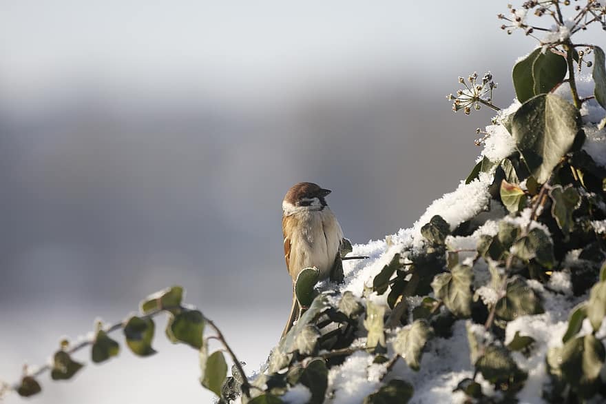 burung, burung gereja, sperling, bulu, bulu burung, musim dingin, salju, alam, hewan, dingin