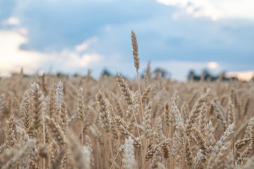 gandum, bidang, jelai, ladang gandum, tanaman, rumput, tanaman gandum, tanah subur, pertanian, tanah pertanian, penanaman