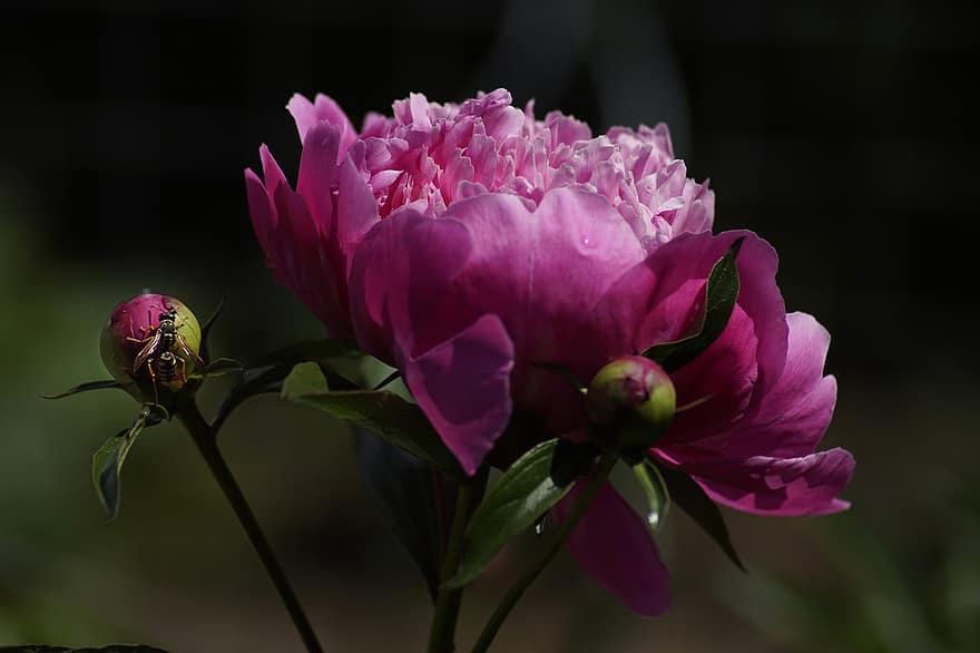 Peony, Flower Buds, Pink Peony, Pink Flowers, Blossom, Bloom, Nature, Field Wasp, Insect, Flora, close-up