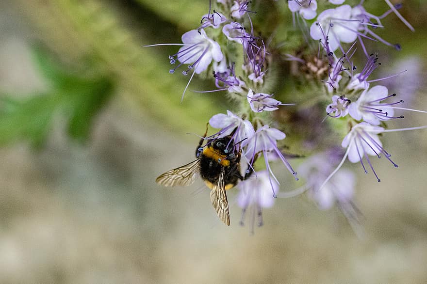 bičių, vabzdys, apdulkina, apdulkinimas, gėlė, sparnuotas vabzdis, sparnai, pobūdį, hymenoptera, entomologija, makro