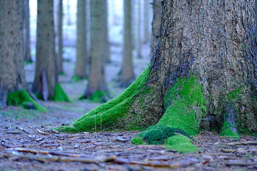 Roots, Moss, Tree, Forest Floor, Forest Ground, Mossy, Tree Bark, Tree Trunk