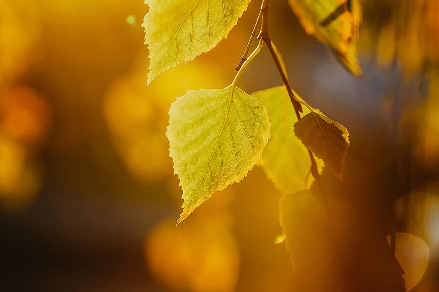 ősz, nyír-, esik, lombozat, aranysárga, levél növényen, levelek, fény, makró, természet, nap