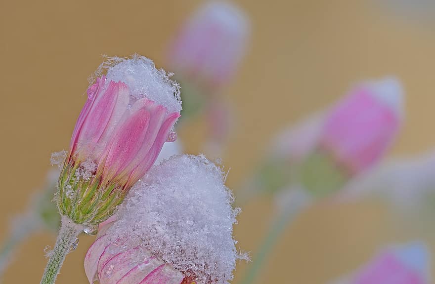 цветок, цвести, цветение, снег, ледяные кристаллы, крупный план, завод, лепесток, лист, головка цветка, розовый цвет