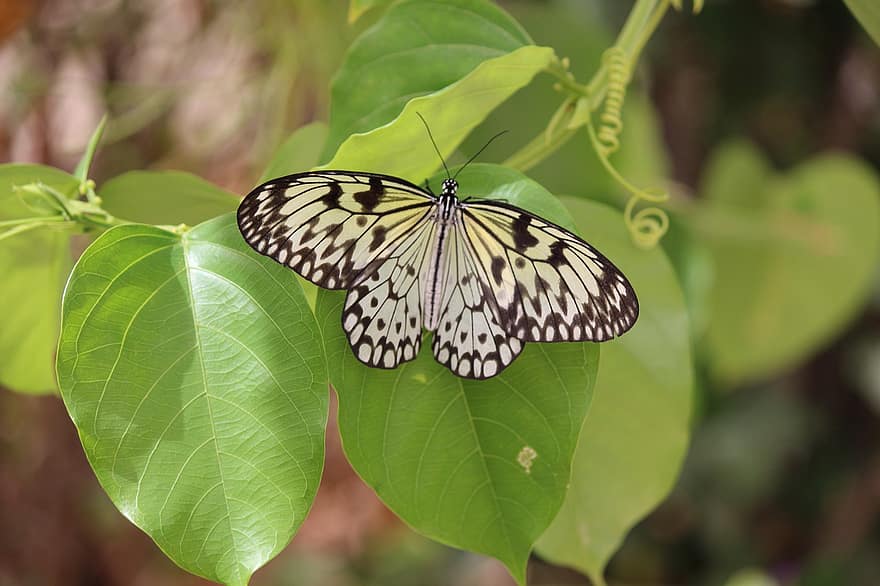 オオゴマダラ蝶、バタフライ、葉、昆虫、翼、工場、自然