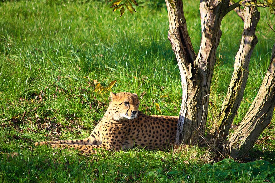 gepard, dyr, feline, stor katt, pattedyr, rovdyret, dyreliv, safari, dyrehage, natur, dyreliv fotografering