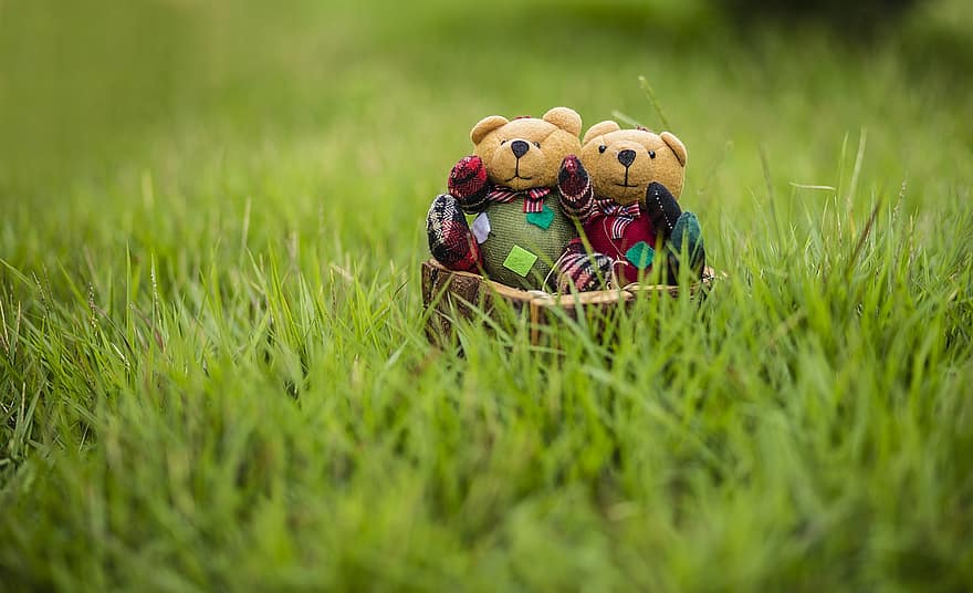 boneka beruang, mewah, pasangan, mainan, angka, rumput