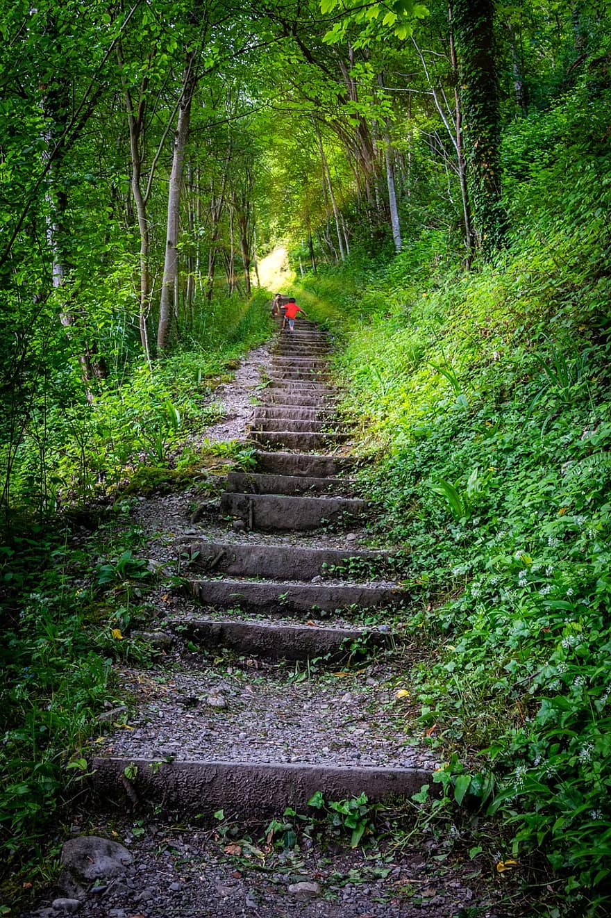 कदम, वन, पेड़, सीढ़ियों, पथ, ट्रैकिंग, लंबी पैदल यात्रा, वुड्स, परिदृश्य