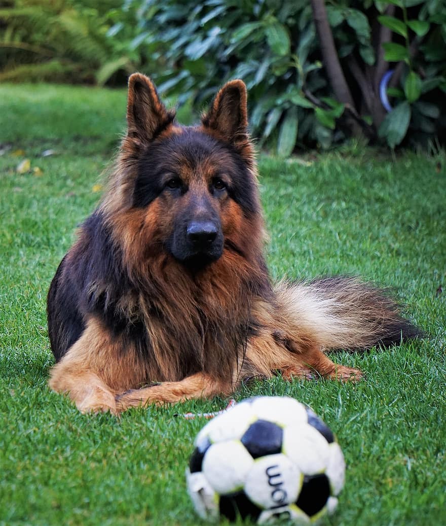 cão, pastor alemão, animal, canino, bola, futebol, deitado, grama, mundo animal