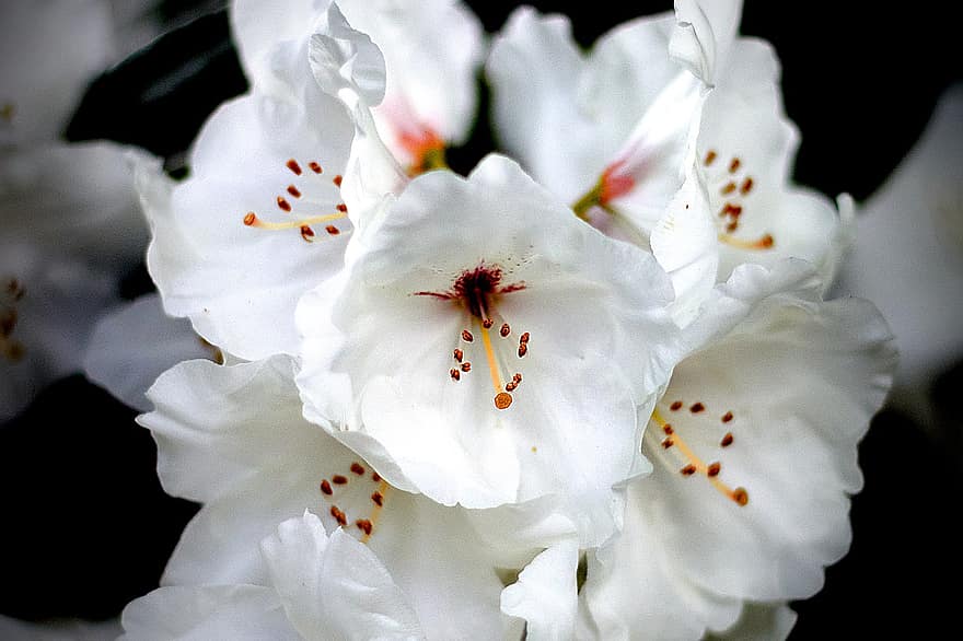 Flower, Rhododendron