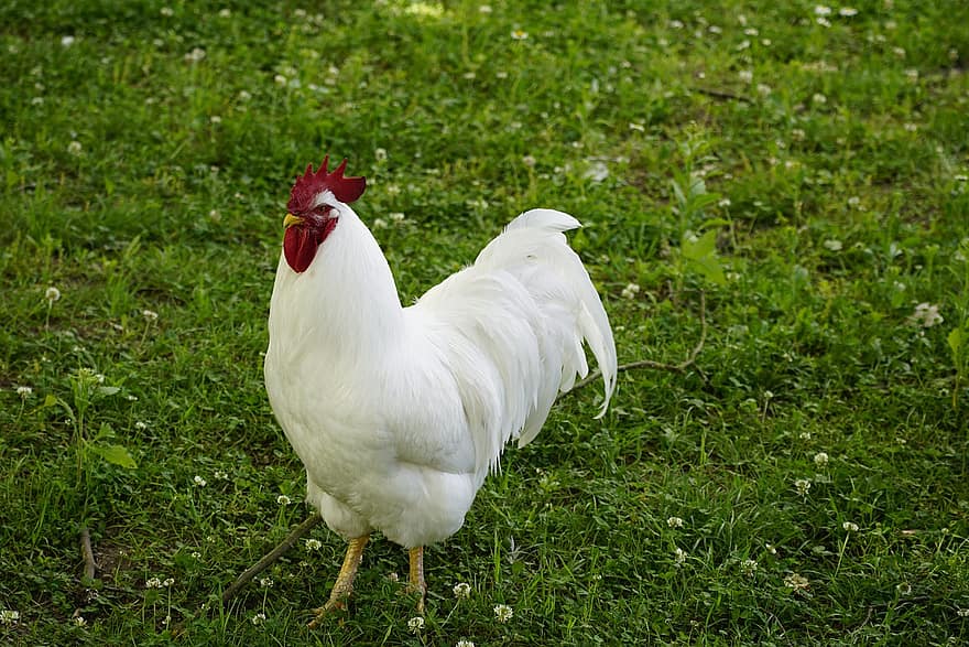 galo branco, galo, frango, grama, orgulhoso, aves domésticas, Fazenda, cena rural, pássaro, agricultura, pecuária