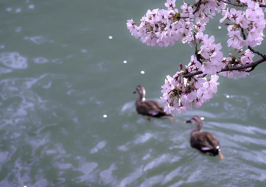 bunga sakura, bebek, burung-burung, hewan, alam, musim semi