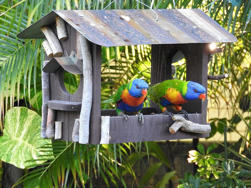 papagaios, passarinhos, casa, alimentador de pássaros, Lorikeets Rainbow australianos, nativo, jardim, barulhento, colorida, papagaio, pássaros australianos
